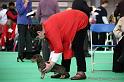 Crufts2011_2 828